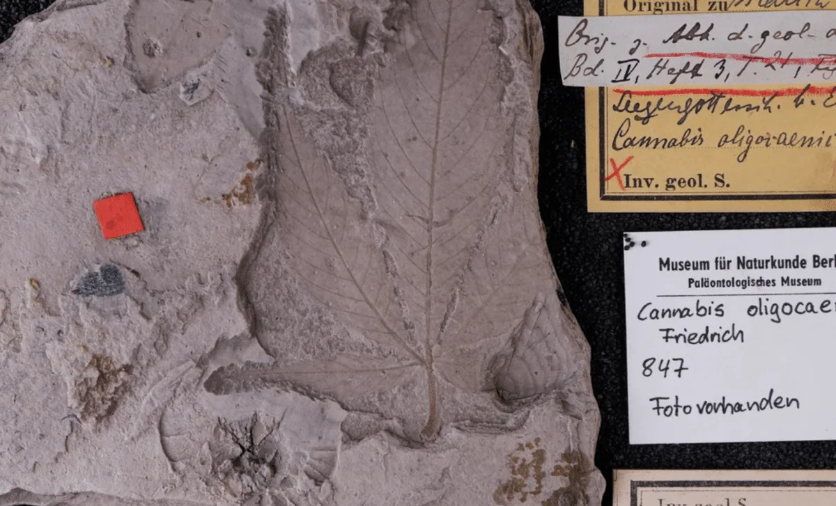 Germany’s 56-Million-Year Cannabis Fossil Rewrites the Plant’s Origins