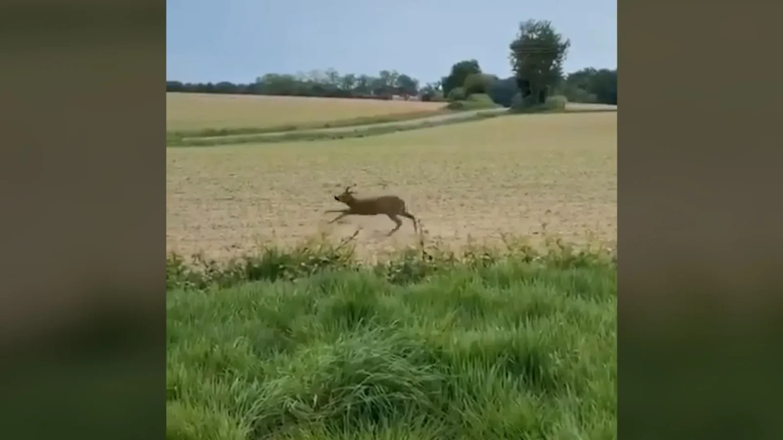 Fermented-fruit deer in France spurs driver alert
