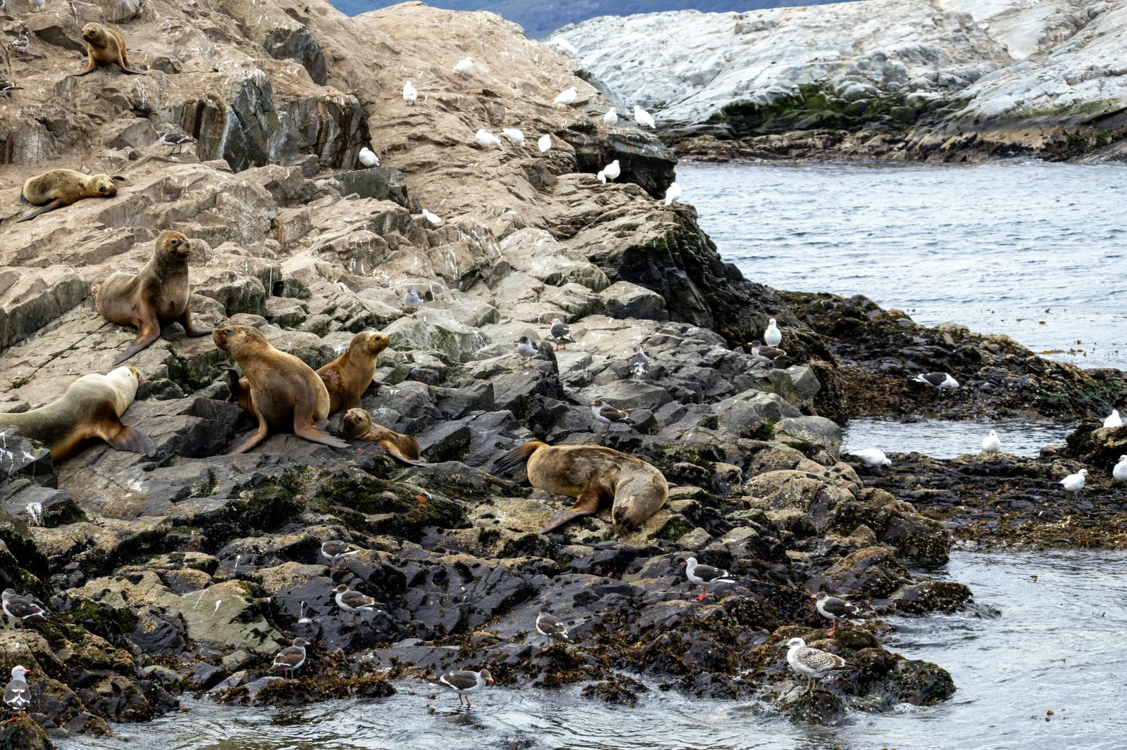 Patagonian Tides Reach Ice-Age Highs, Reshaping Carbon Storage