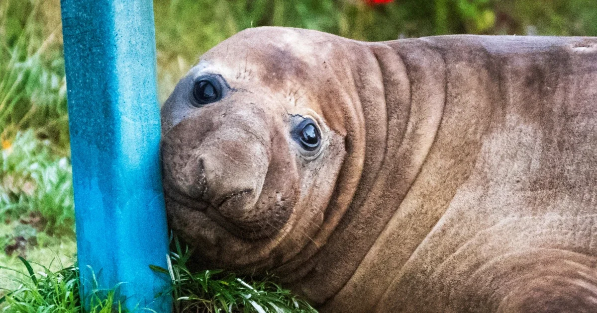 Tasmania's 2,200-pound seal star prompts privacy plea from officials
