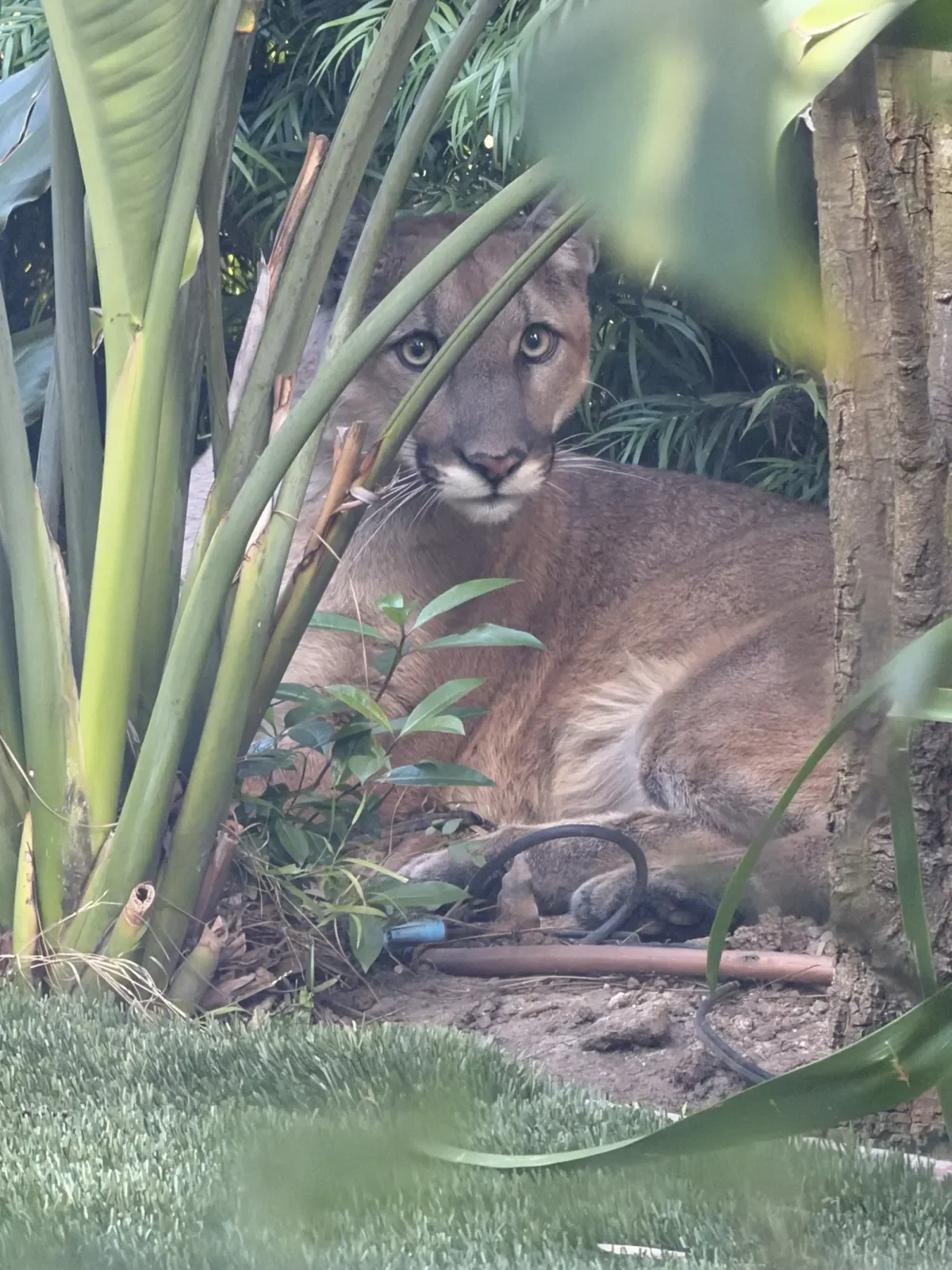 Mountain lion sighting prompts wildlife response in Santa Monica backyard