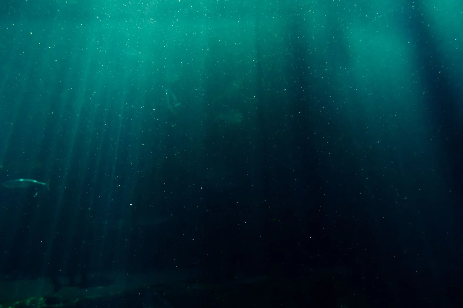 Seven Decades of Dives Yet Leaves Most Deep Seafloor Unseen