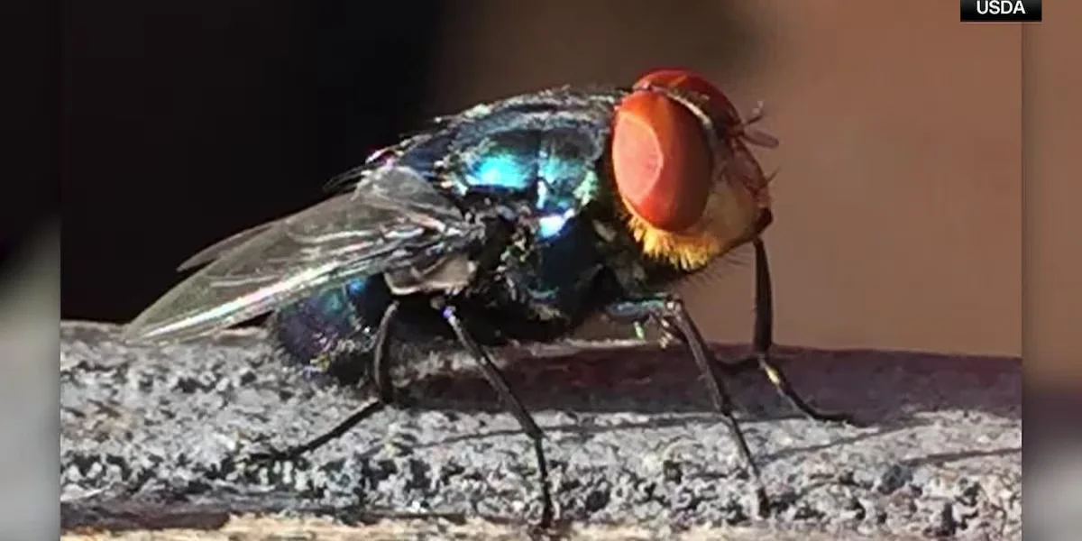 USDA Marks Billionth Sterile Fly Release in Texas Screwworm Fight
