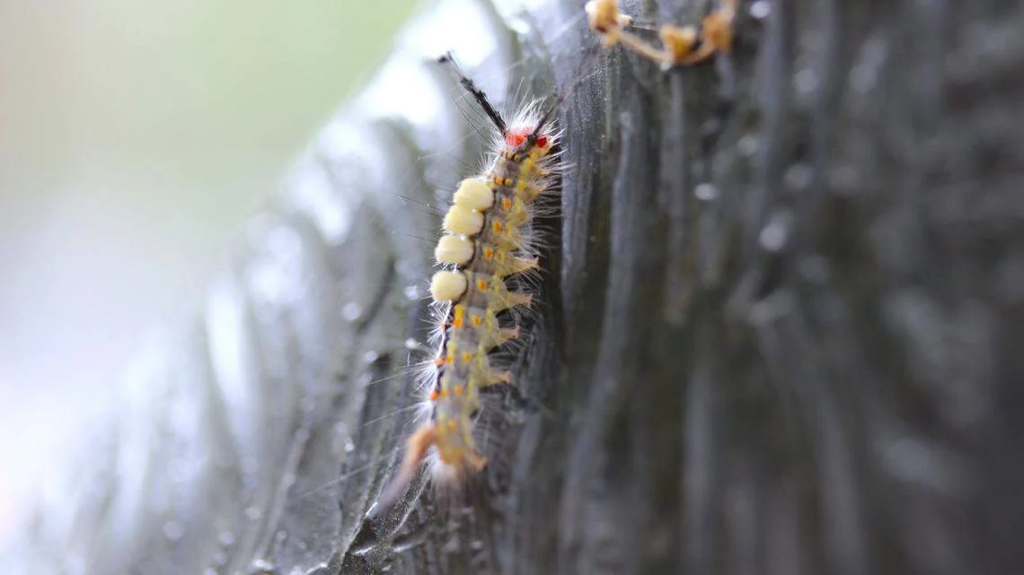 Caterpillar Rash Disrupts RBC Heritage on Hilton Head