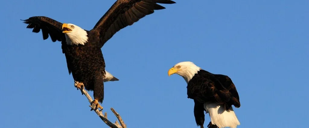 OpenAI Cofounder's $5.5M Gift Secures 63 Acres at Big Bear Lake, Protecting Eagle Habitat