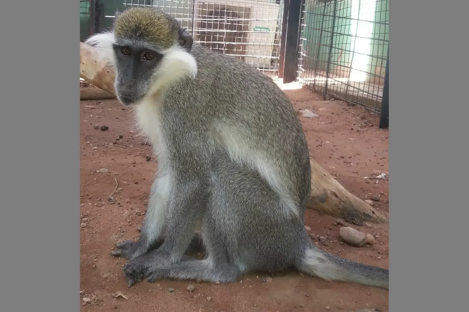 Zoo animals caught in Sudan crossfire.