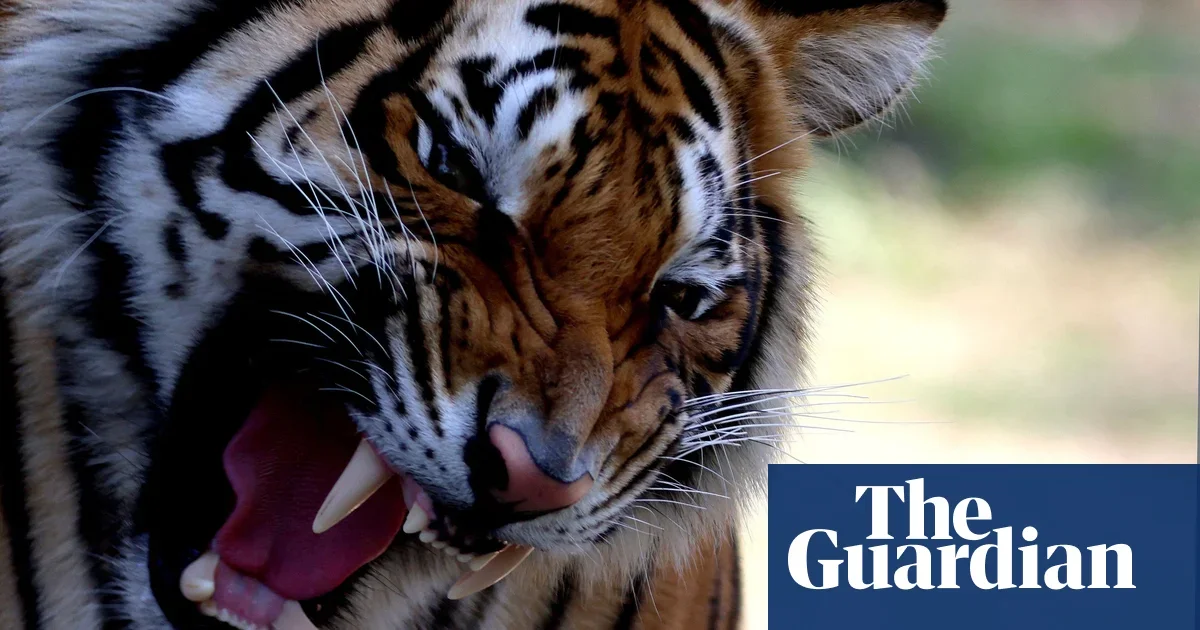 "Tornado Damages Georgia Zoo, Tigers Escape and Recaptured"
