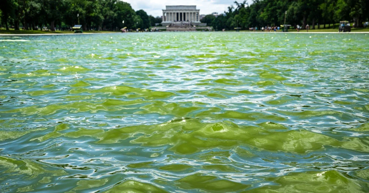 Algae Turns Trump's Blue Reflecting Pool Green After $10 Million Makeover