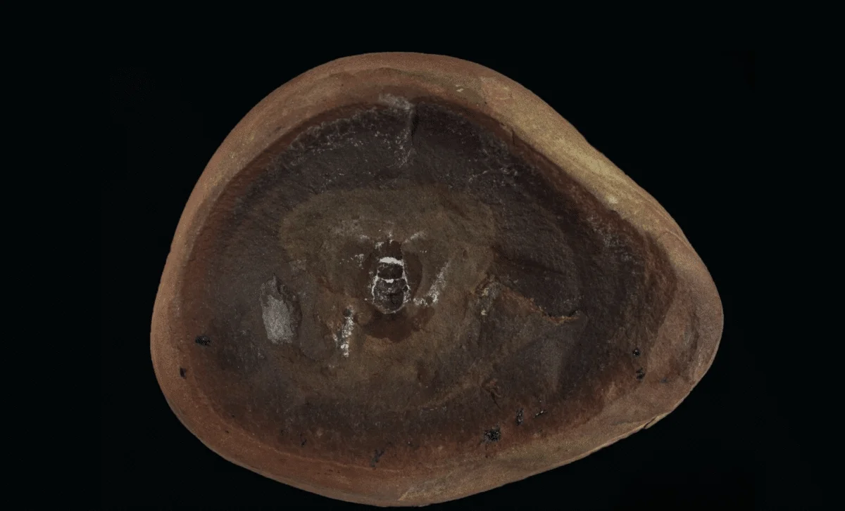 Ancient Octopus Fossil Reclassified as Nautiloid, Redrawing Cephalopod History