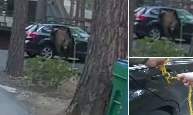 Police rescue bear trapped in car using long rope in Nevada