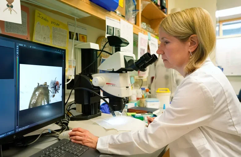 Tick Surge in Maine: Deer and Dog Ticks Invade Backyards and Play Areas