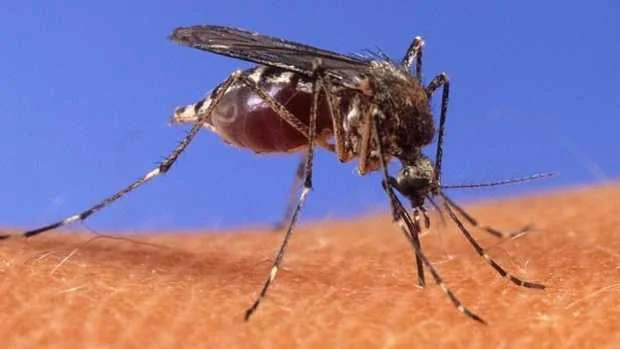 West Nile Virus Detected in Massachusetts Mosquitoes