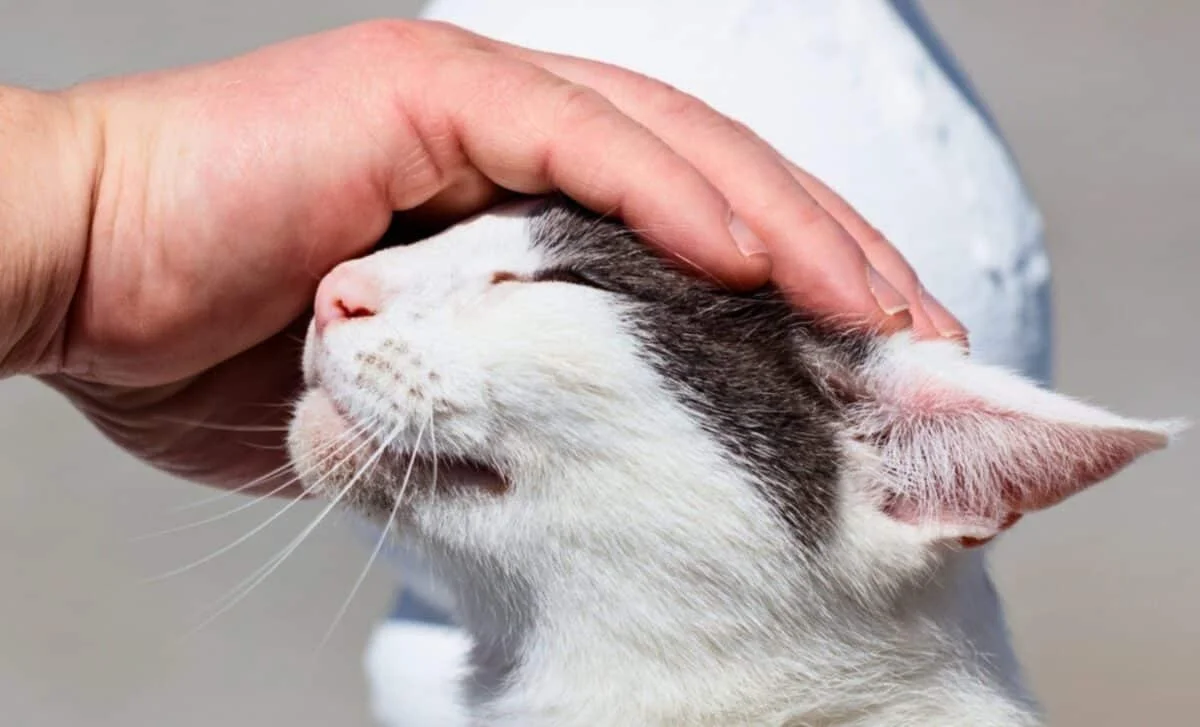 Emotionality Traits Drive Interest in Campus Cat Therapy, Study Shows