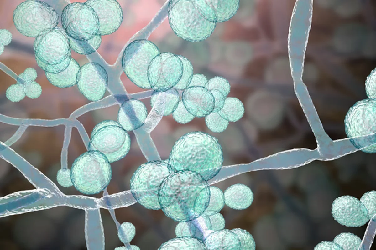 Drug-resistant Candida auris sparks nationwide health warning