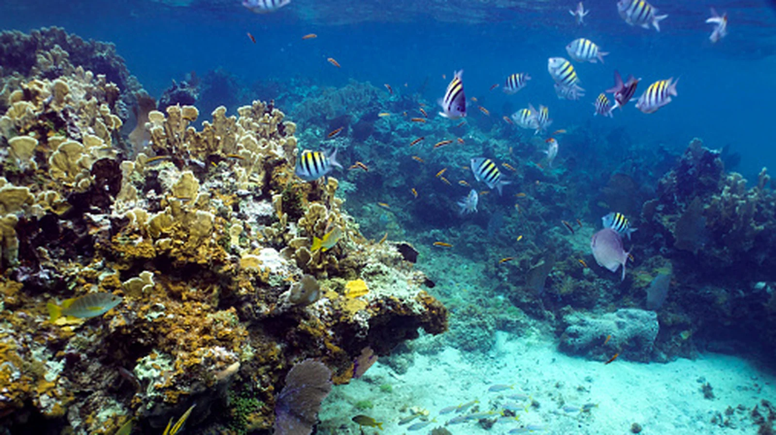 Soundscapes Offer Hope for Jamaica's Bleached Reefs
