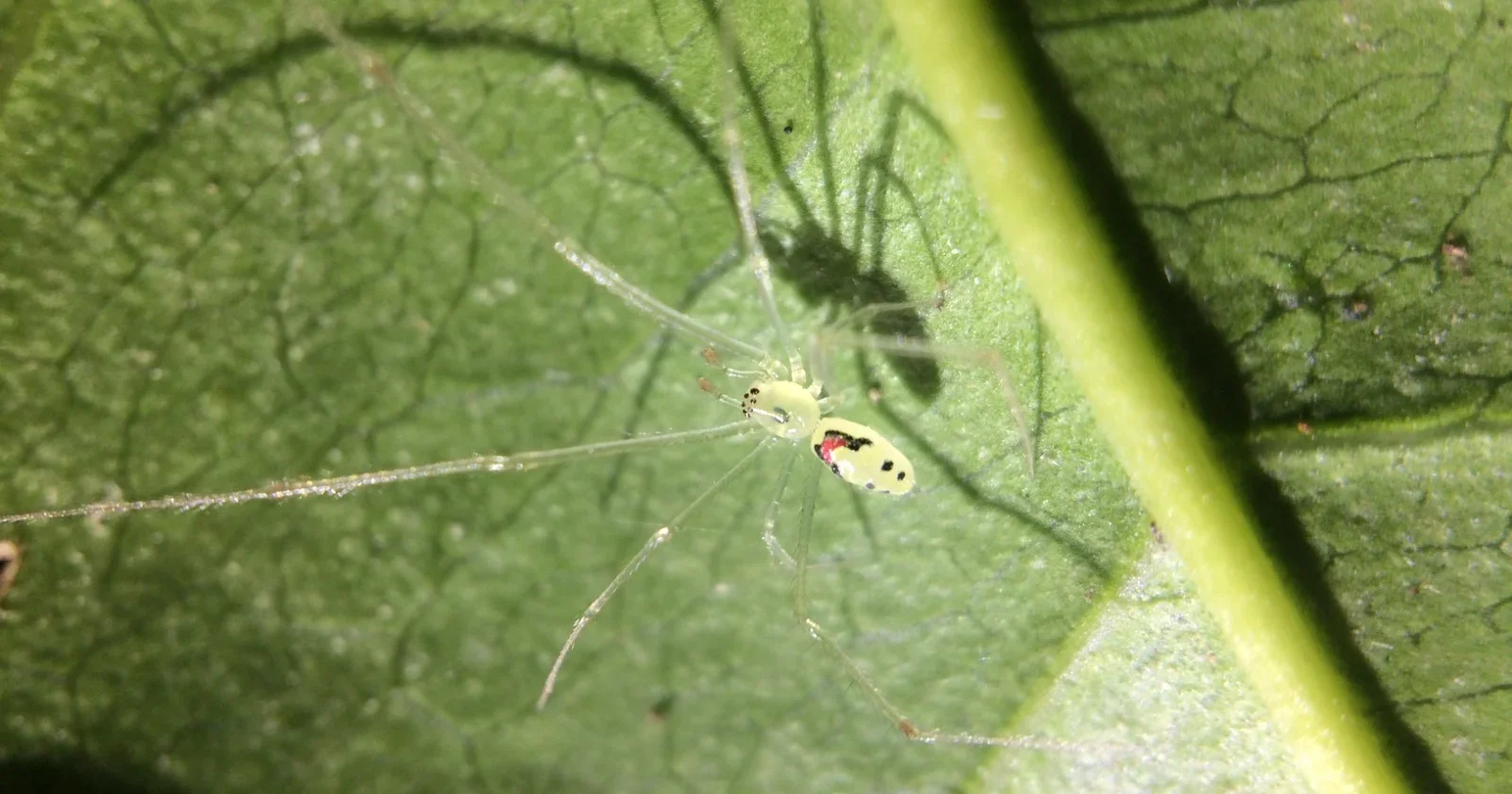 Himalayan spider sports Hawaii’s smile but is a distinct new species
