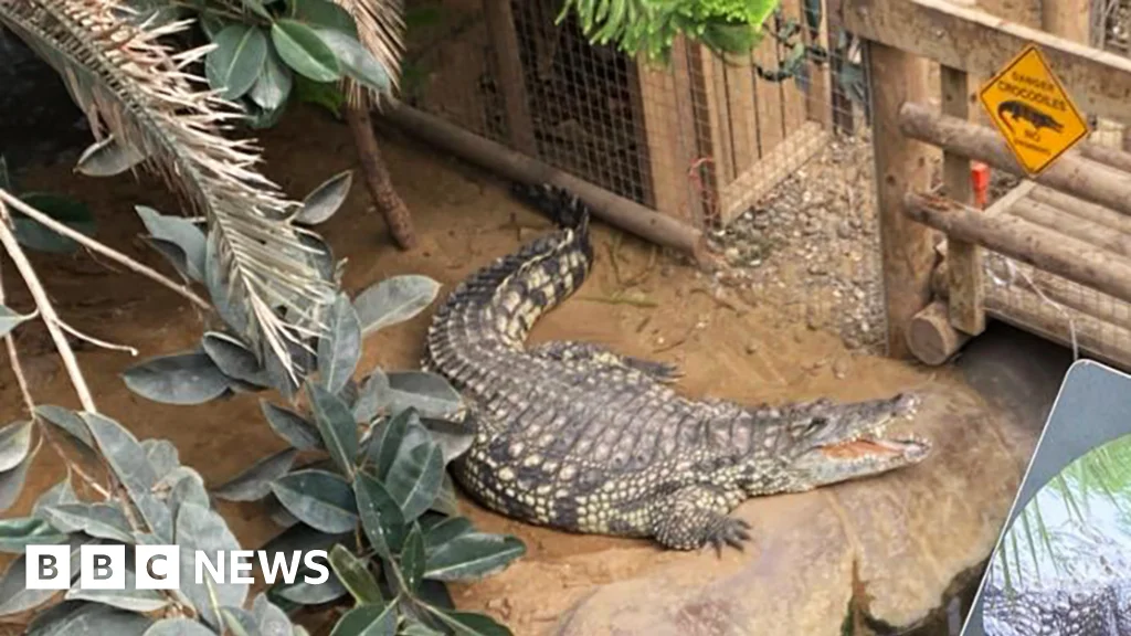 Three-year-old critically injured after crocodile attack at Cambridgeshire zoo