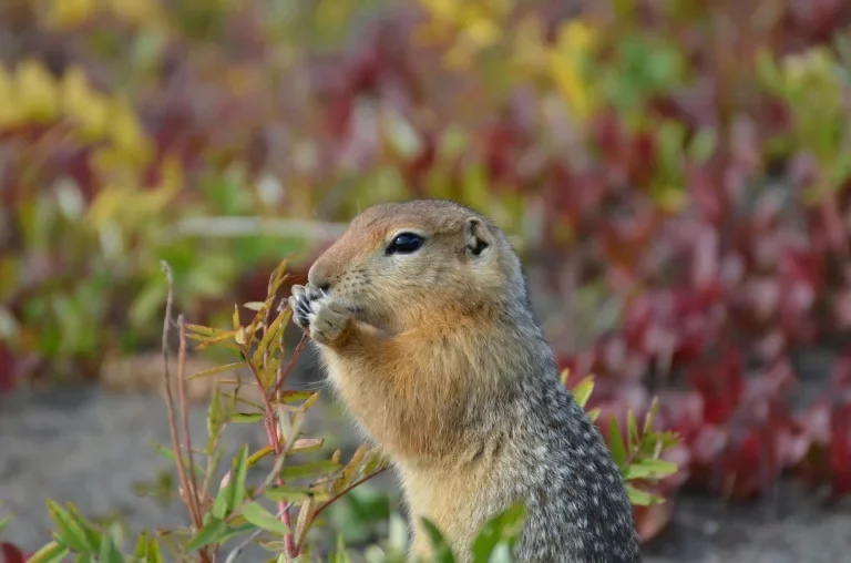 Ice-age DNA in squirrel poop uncovers mammoth presence