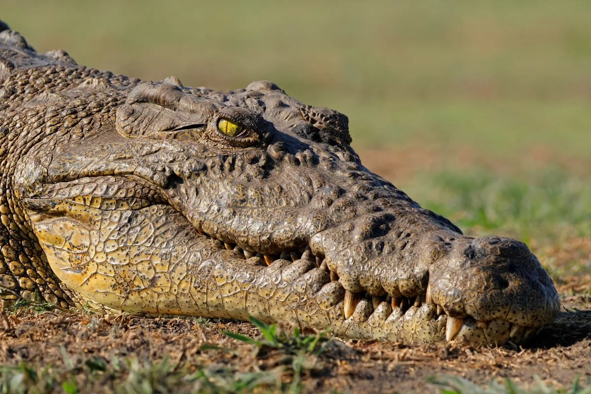 Crocodile Brains Unchanged for 100 Million Years, Study Finds
