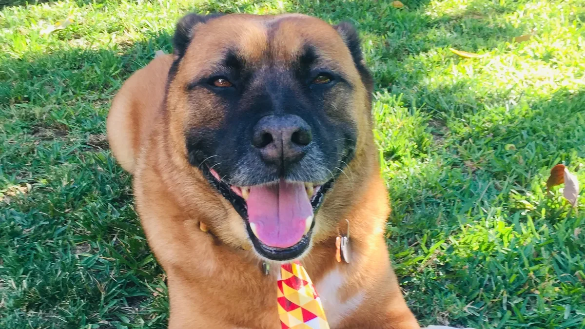 Fireworks Safety: Protecting Pets and Property on July Fourth