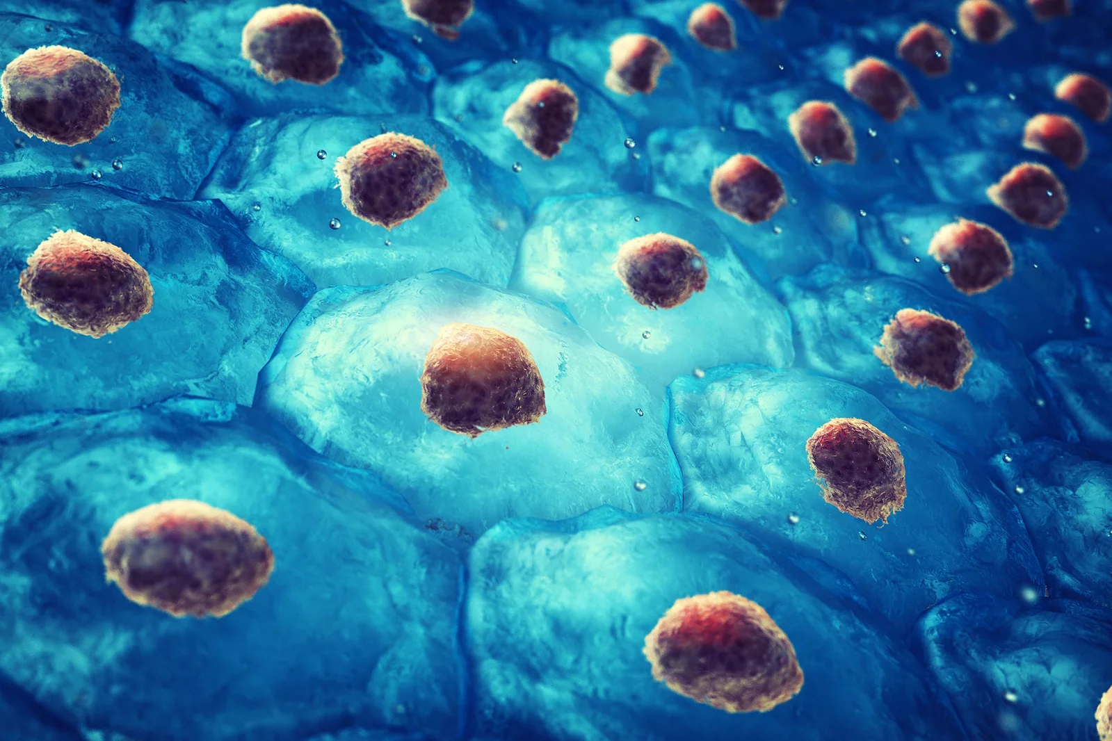 Gentle stem-cell transplant hints at rejuvenating aging blood and immunity in mice