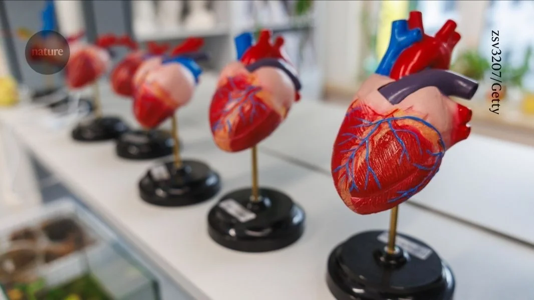 Heartbeats may keep heart cancers rare, study suggests