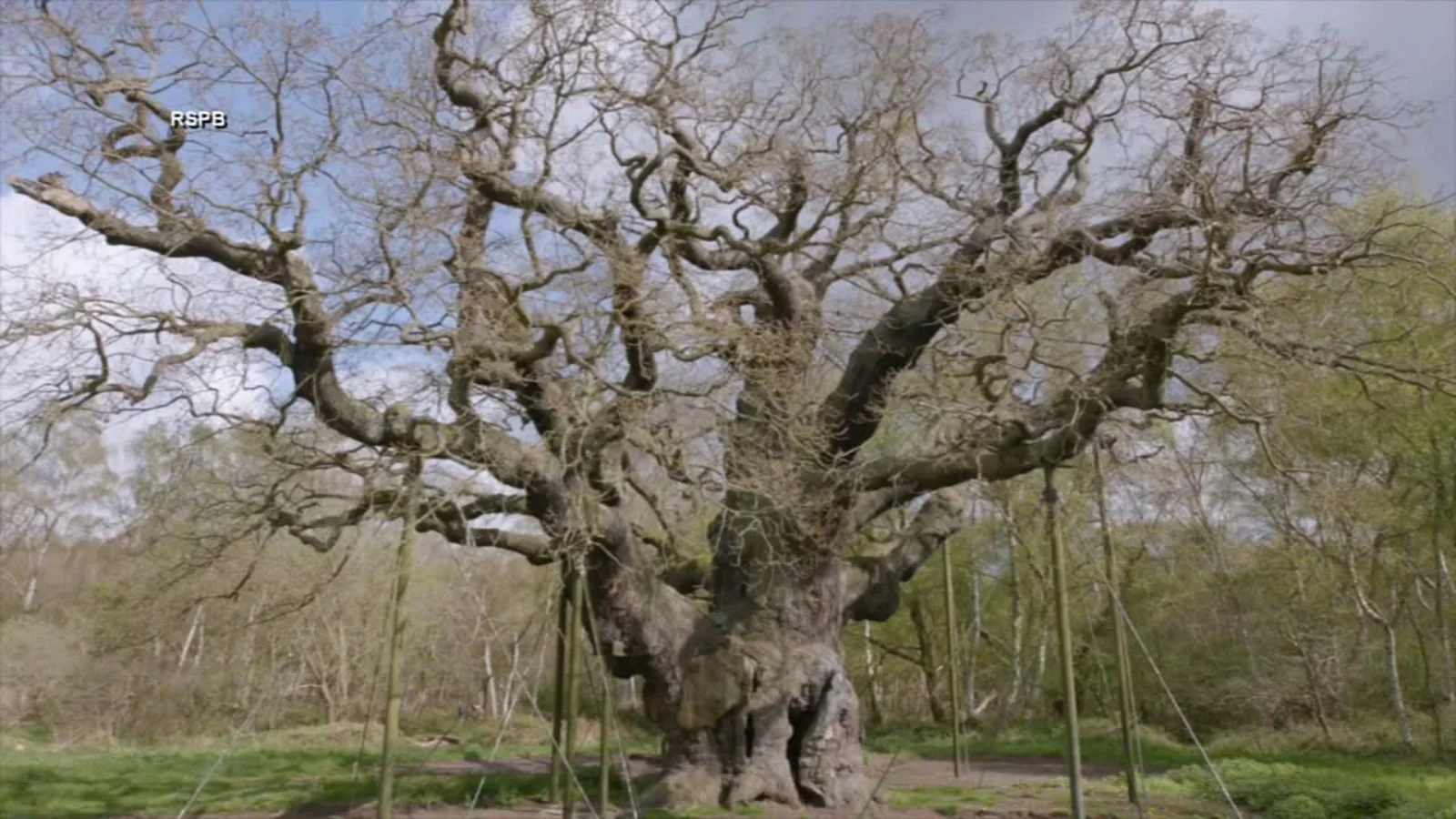 Robin Hood’s Legend Loses Its 1,200-Year-Old Icon