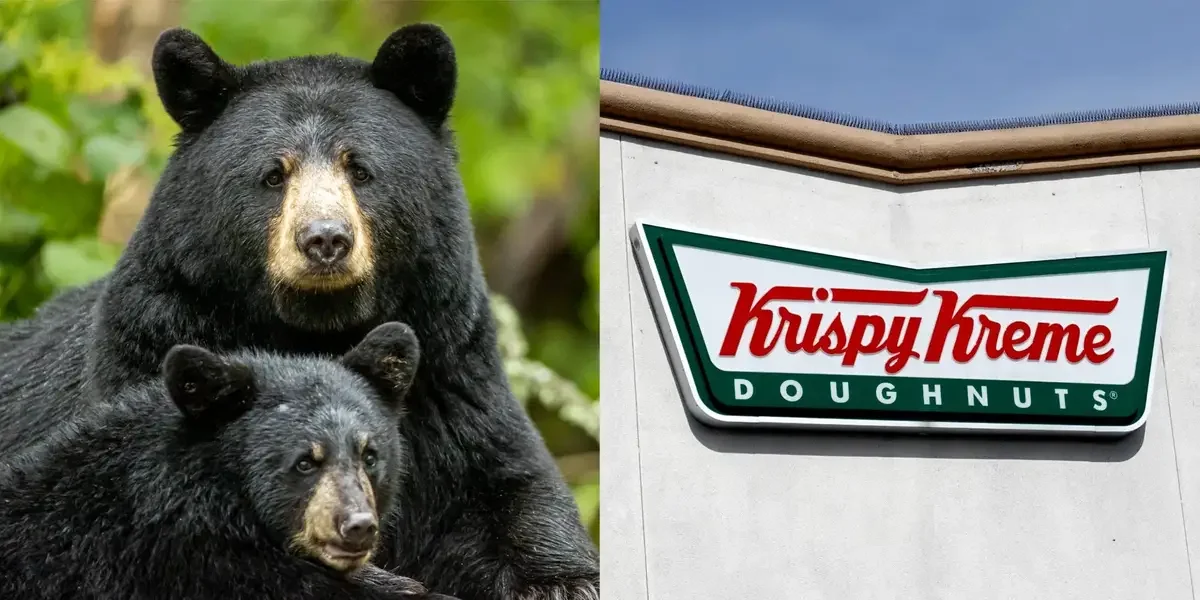 Bears Indulge in Krispy Kreme Heist in Alaska