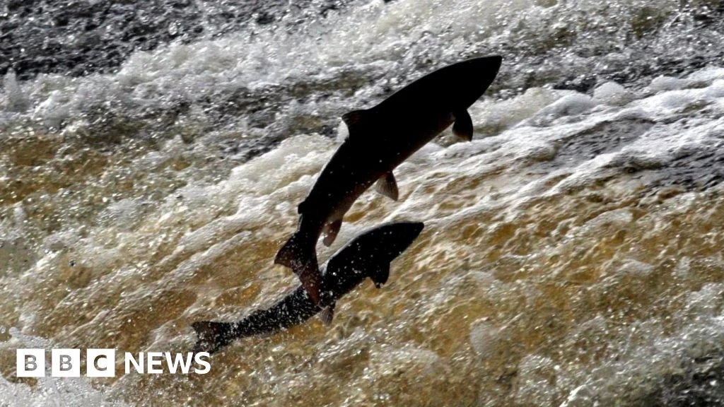 North East rivers see dip in sea trout and salmon as counters falter