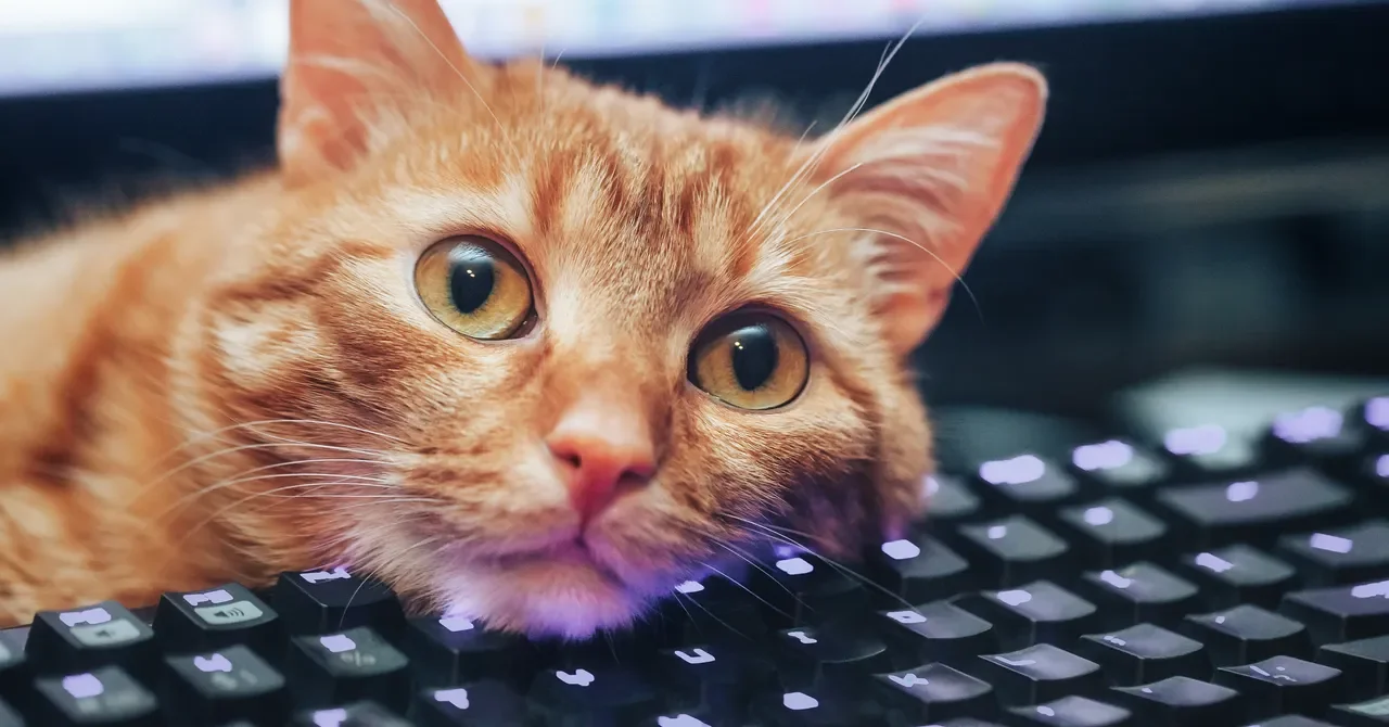 A Cat Walks Across My Keyboard, Revealing Hidden Shortcuts