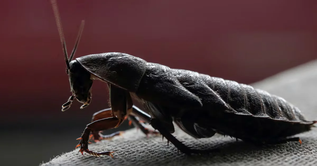 Australia’s Largest Exotic Invertebrate Seizure: 100,000 Illegal Cockroaches Confiscated