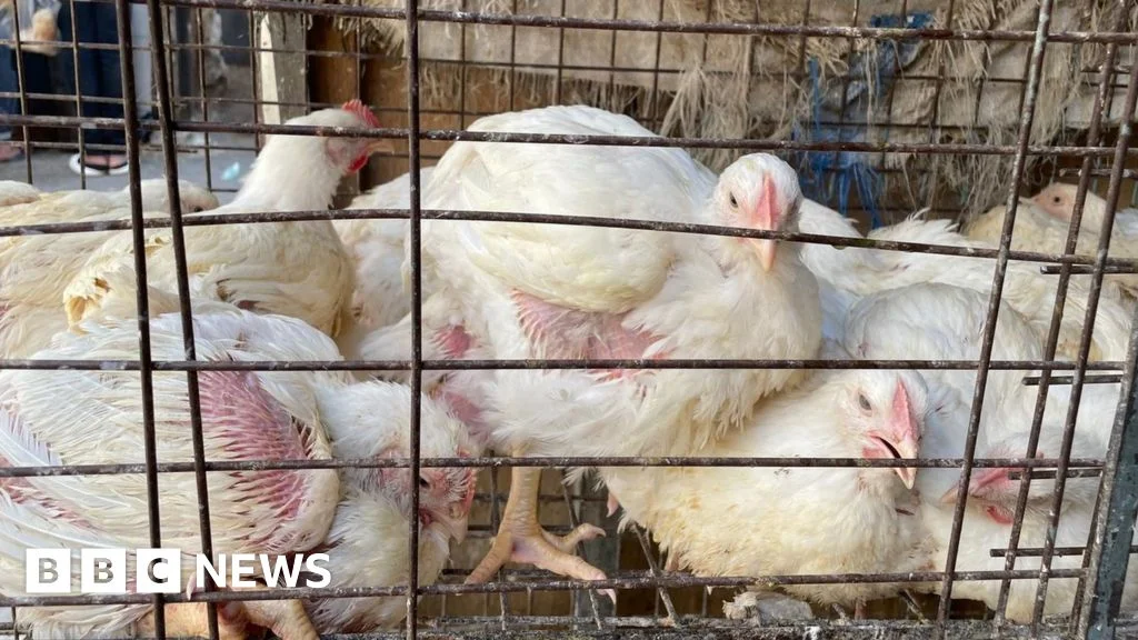 Insights into Egyptian Daily Life through Chicken Feet