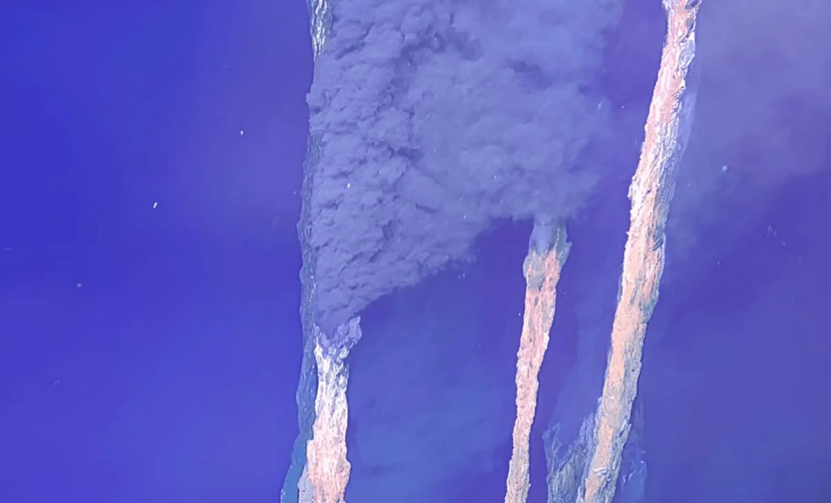 Robot Discovers Thriving Deep-Sea Life Nearly 5,000 Meters Deep in Cayman Trough
