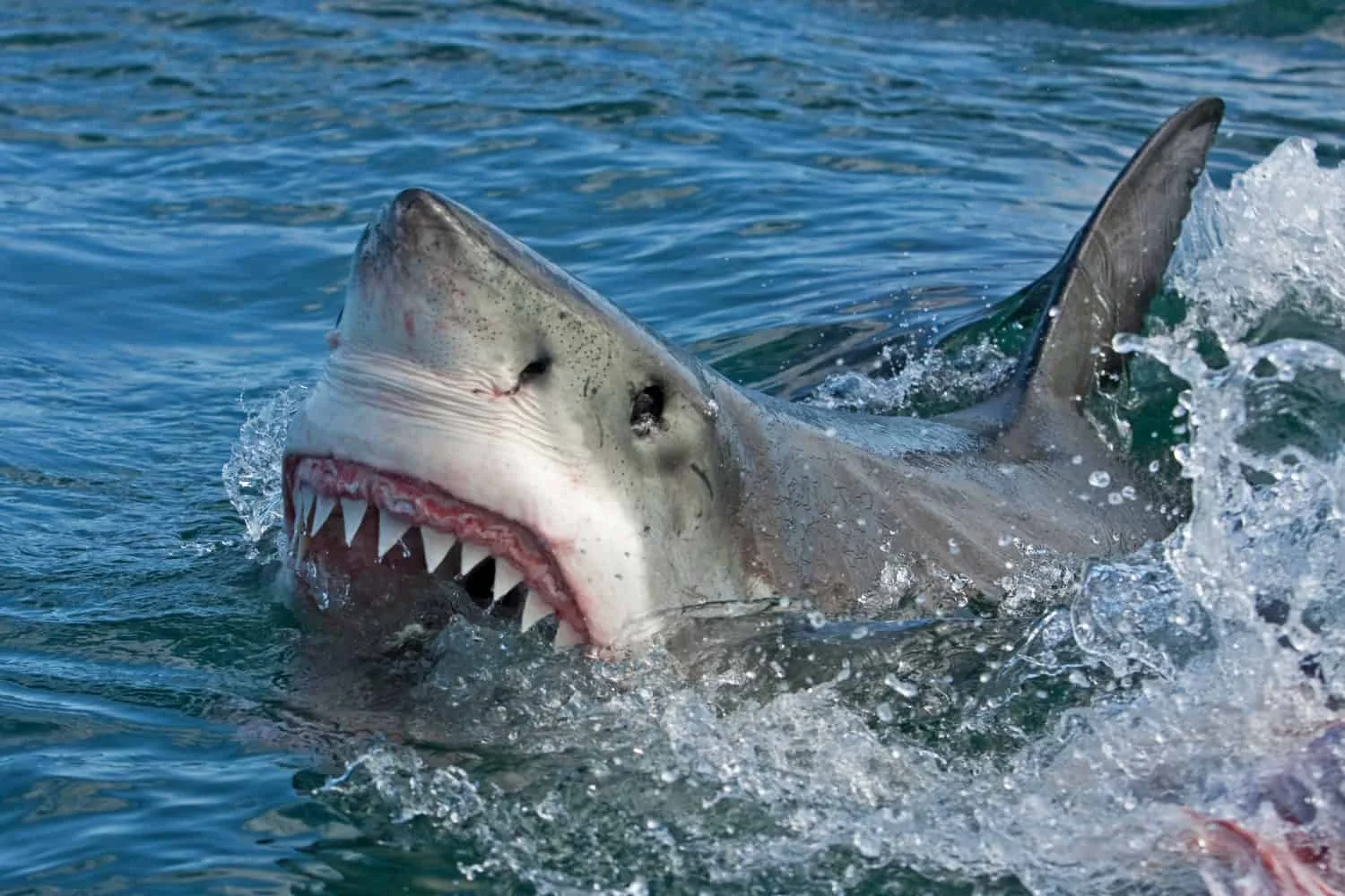 Giant Great White Contender Heads Toward Cape Cod, Tracked in Real Time