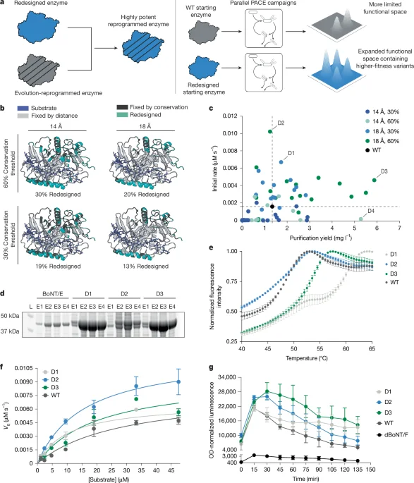 AI-designed starting points accelerate enzyme evolution for enhanced stability and precision