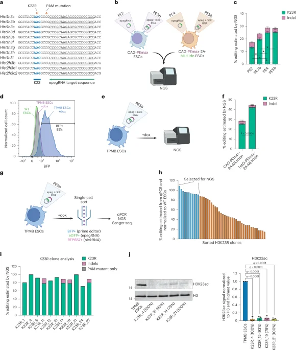 Prime editing maps essential histone H3 lysines in mammalian cells