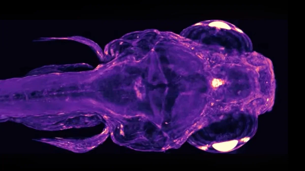 Whole-Body Imaging Unmasks Real-Time Cellular Dialogue Across a Living Organism