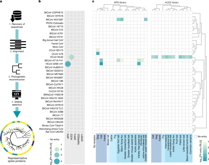 Bat alphacoronavirus KY43 reveals human CEACAM6 as an entry route