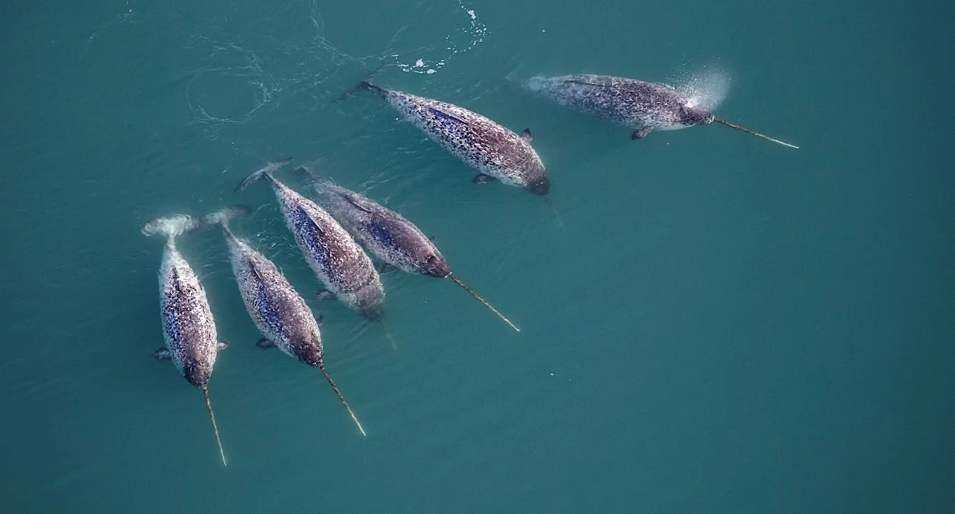 Narwhal Tusks Unveil Twin Spiral Structure Through 3D X-Rays