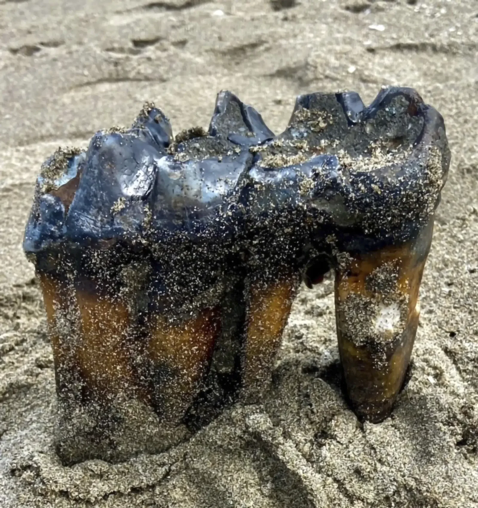 Ancient Mastodon Tooth Discovered on California Beach