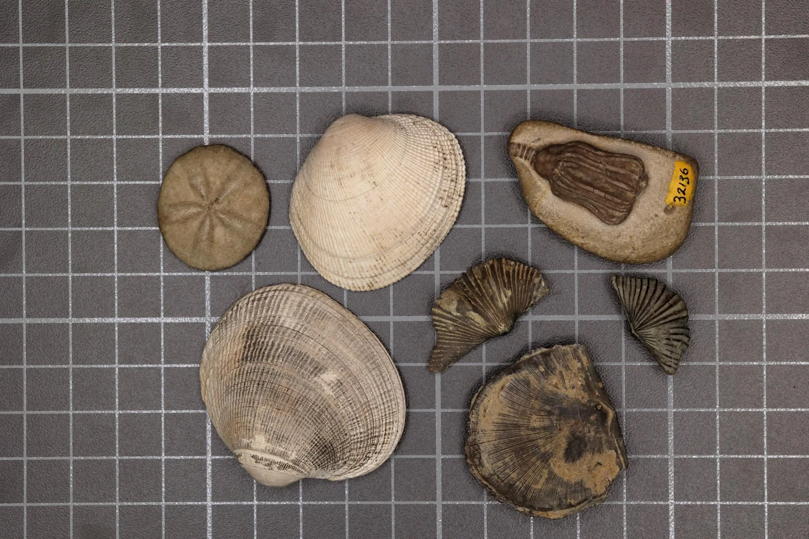 Metabolism and Oxygen Rates Shaped Survival in Earth's Greatest Mass Extinction