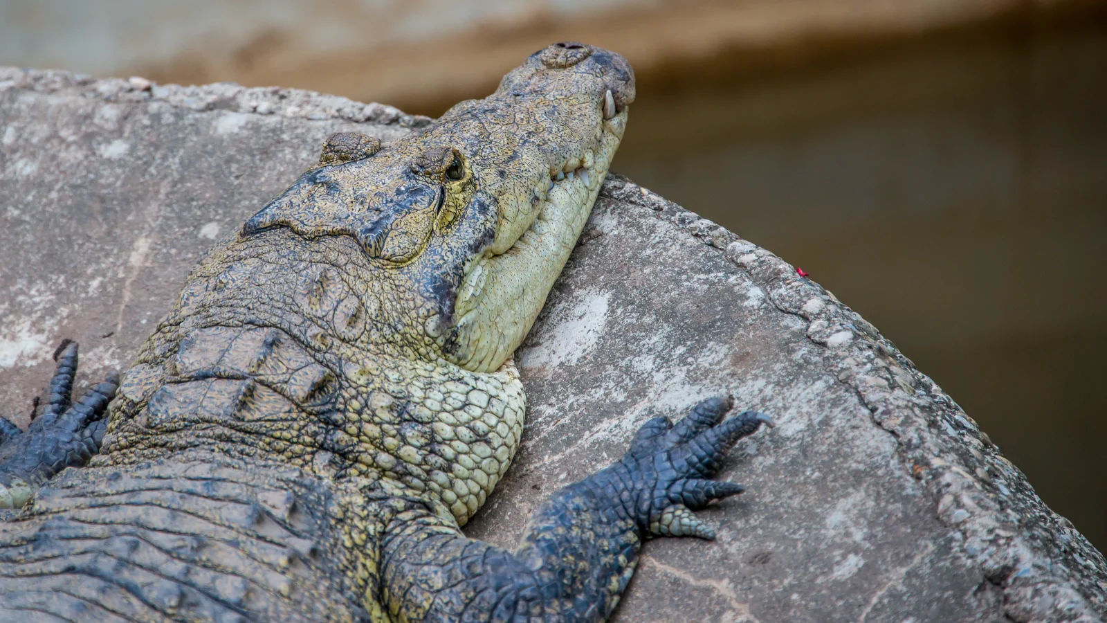 Crocodile Kills Man on Puerto Vallarta Beach Near Resort