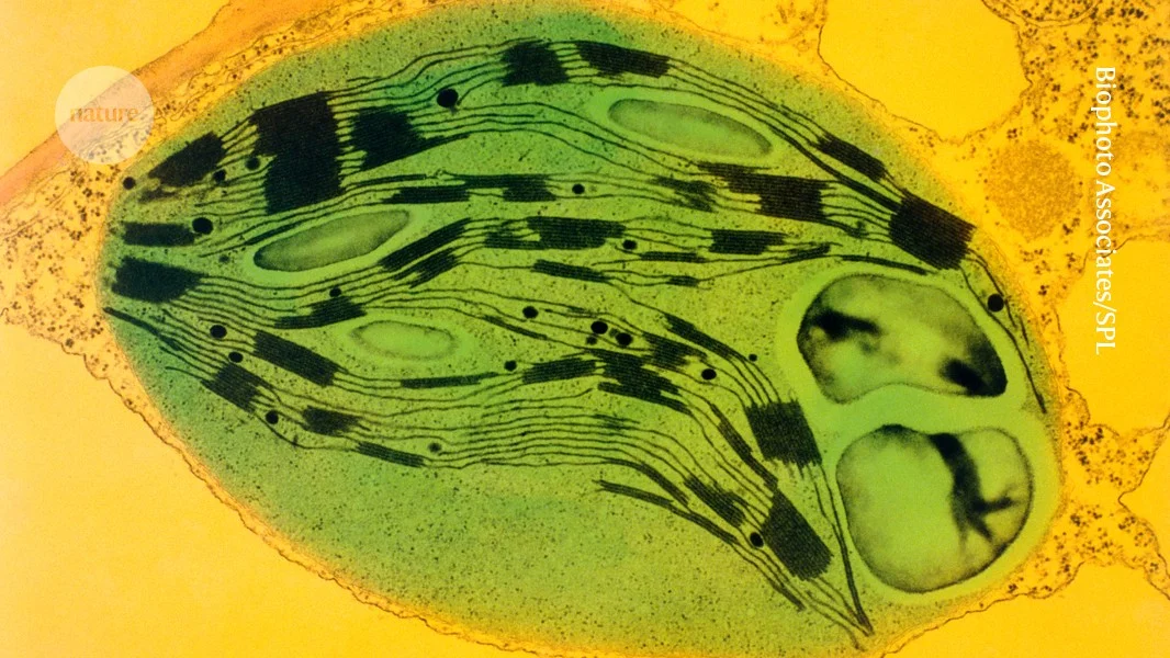 Spinach chloroplasts fuel light energy in mouse eyes