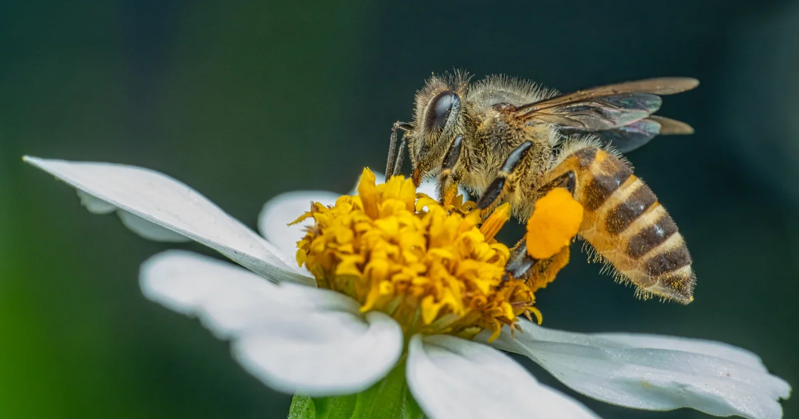 Honey's Hidden Labor: Two Million Flowers and a World of Travel for a Pound