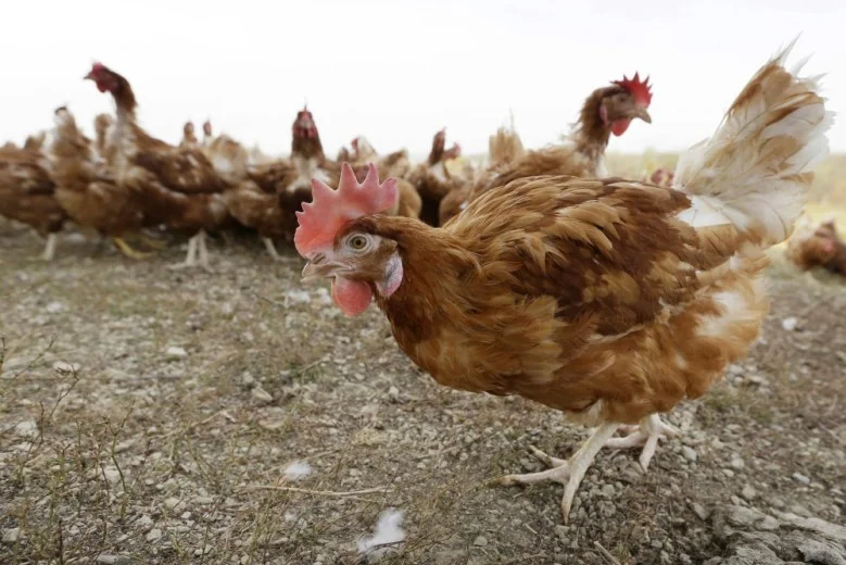 Maine Reports Salmonella Spike Linked to Backyard Poultry