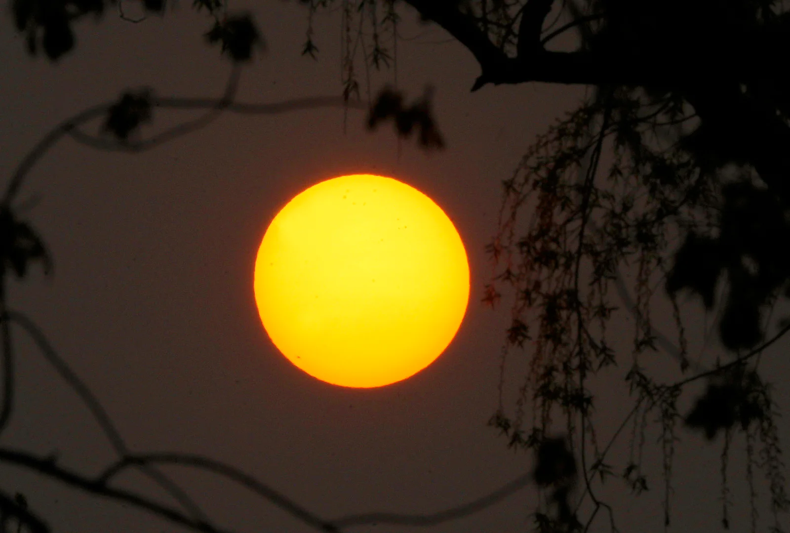 The Growing Threat of Wildfire Smoke Pollution in North America