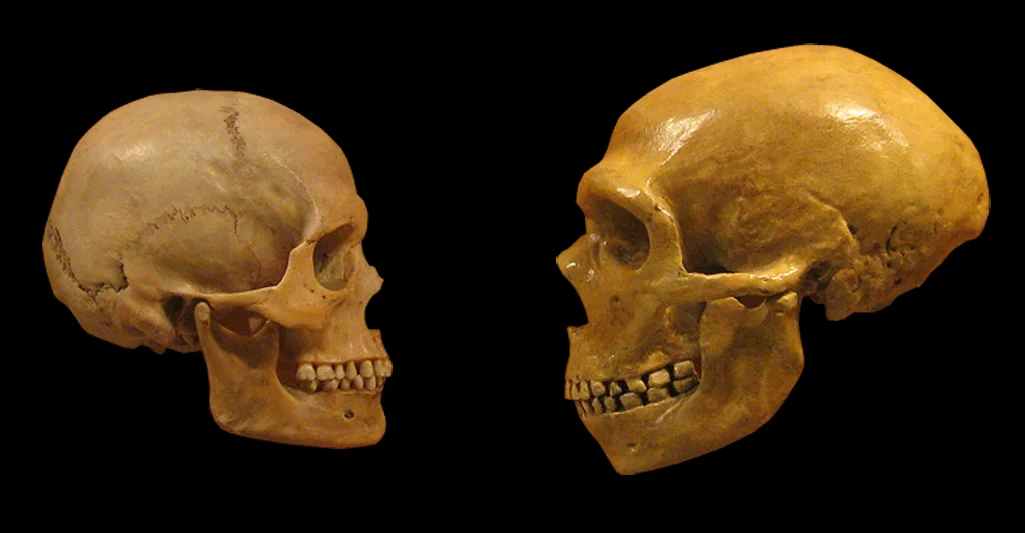 Neanderthal brains lie within the modern human size range, study finds