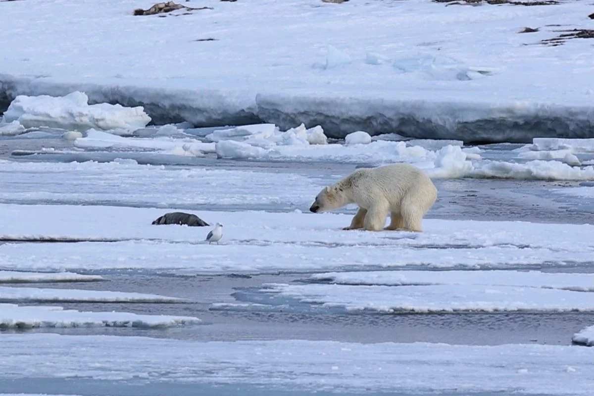 Polar Bear Turns Pup into Decoy to Trick Bearded Seal’s Mother