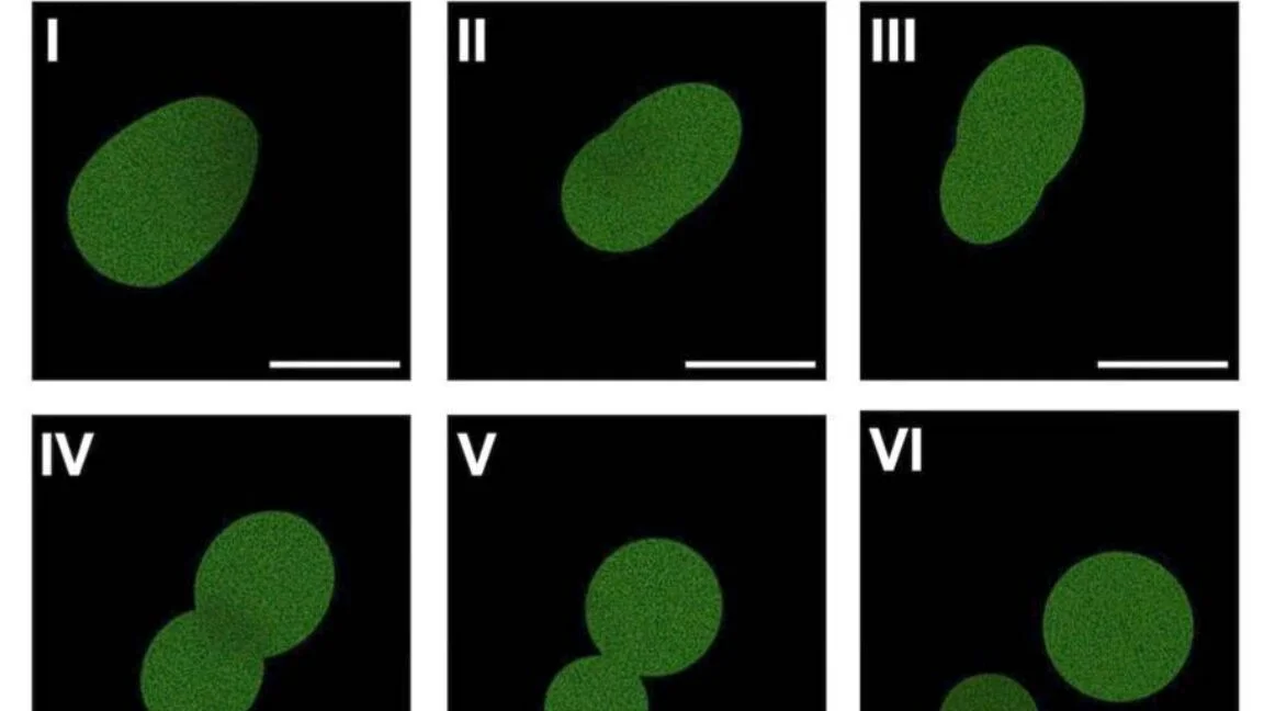SpudCells Divide Briefly, Offering Clues About Minimal Life