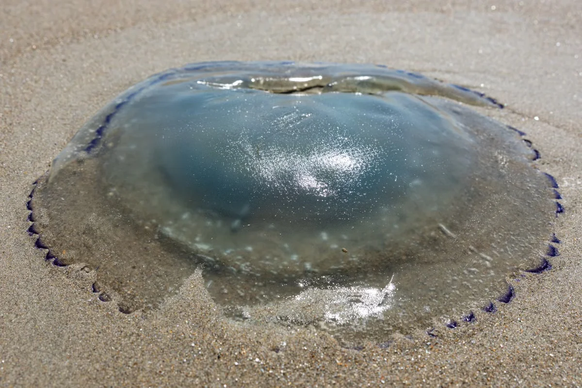 Jellyfish Swarm Forces Multi-Reactor Shutdown at Gravelines Nuclear Plant
